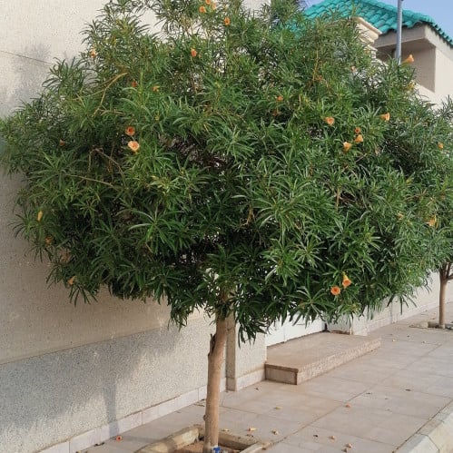 بذور شجرة تيفيتيا ( Thevetia peruviana )