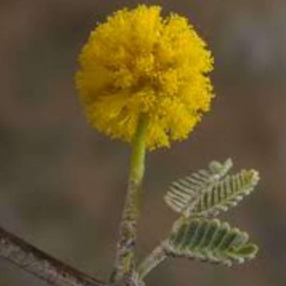 بذور شجرة السلم الأرنبرغي Acacia ehrenbergiana