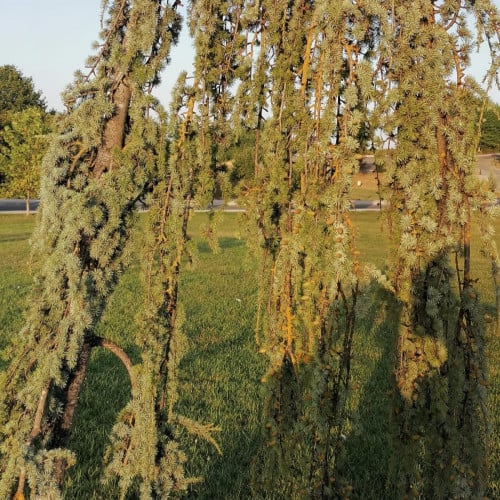 بذور شجرة الارز البناني Cedrus