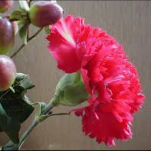 بذور زهرة القرنفل / ديانتس Dianthus caryophyllus