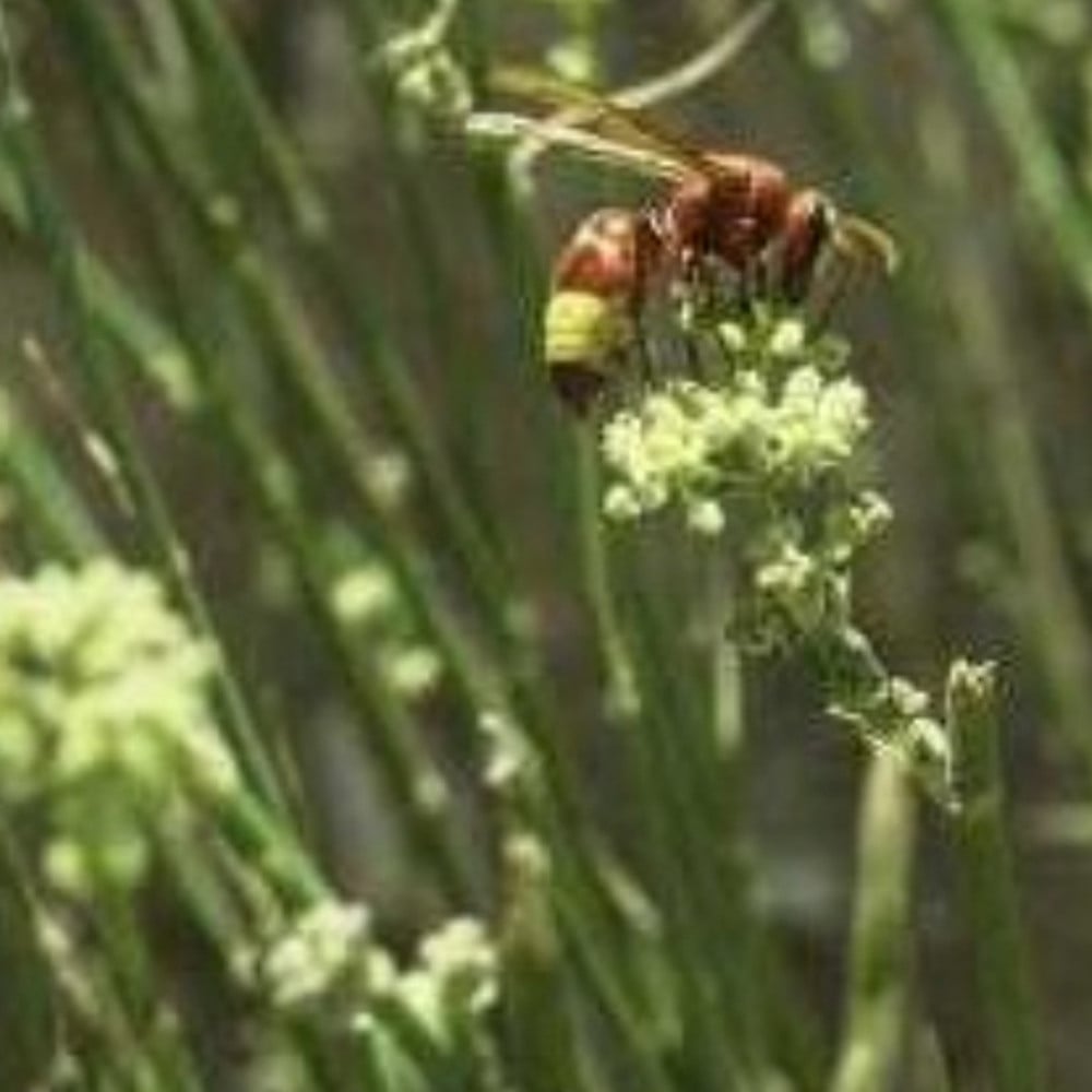 بذور شجرة القزوح البري Deverra triradiata