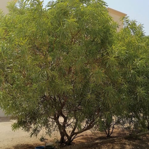 ‫بذور شجرة السنط - الطلح القنديلي‬ ( Acacia pruino...