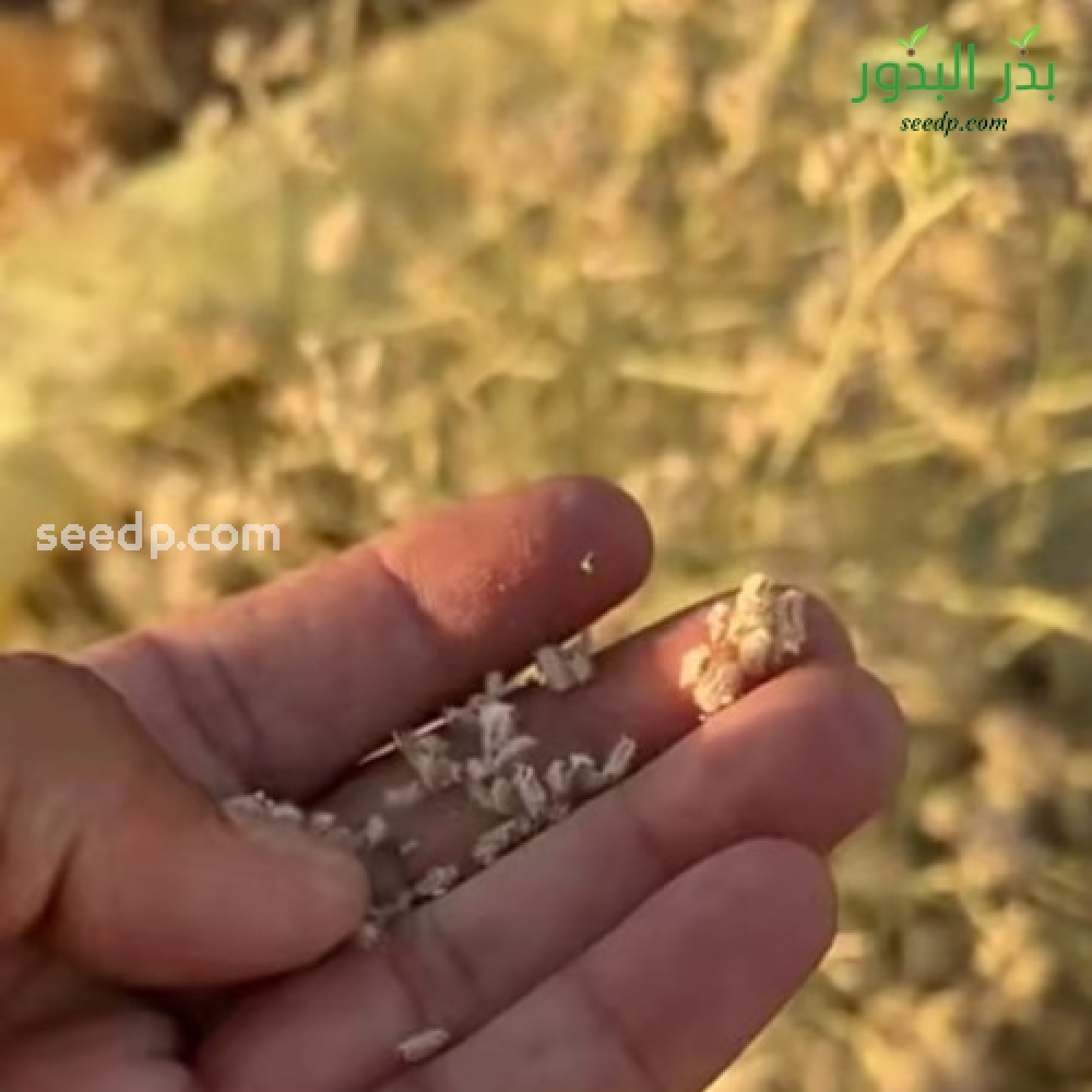 بذور شجرة القزوح البري Deverra triradiata