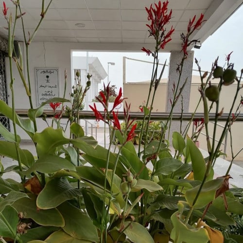 بذور شجرة كنا الهندية (Canna Indica)