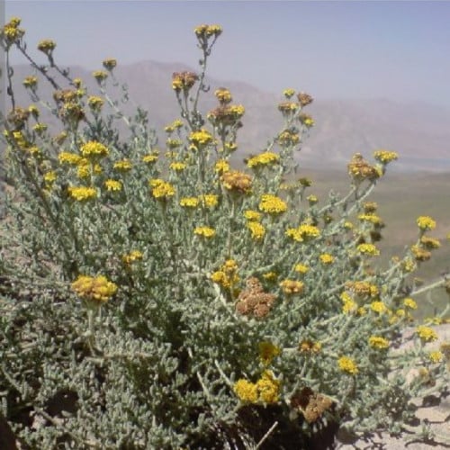 بذور شجرة القيصوم : Achillea fragrantissima