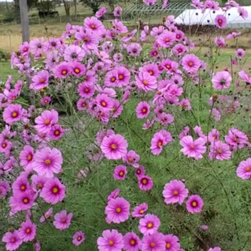 بذور أزهار الكوزموس Cosmos-bipinnatus-Cupcakes