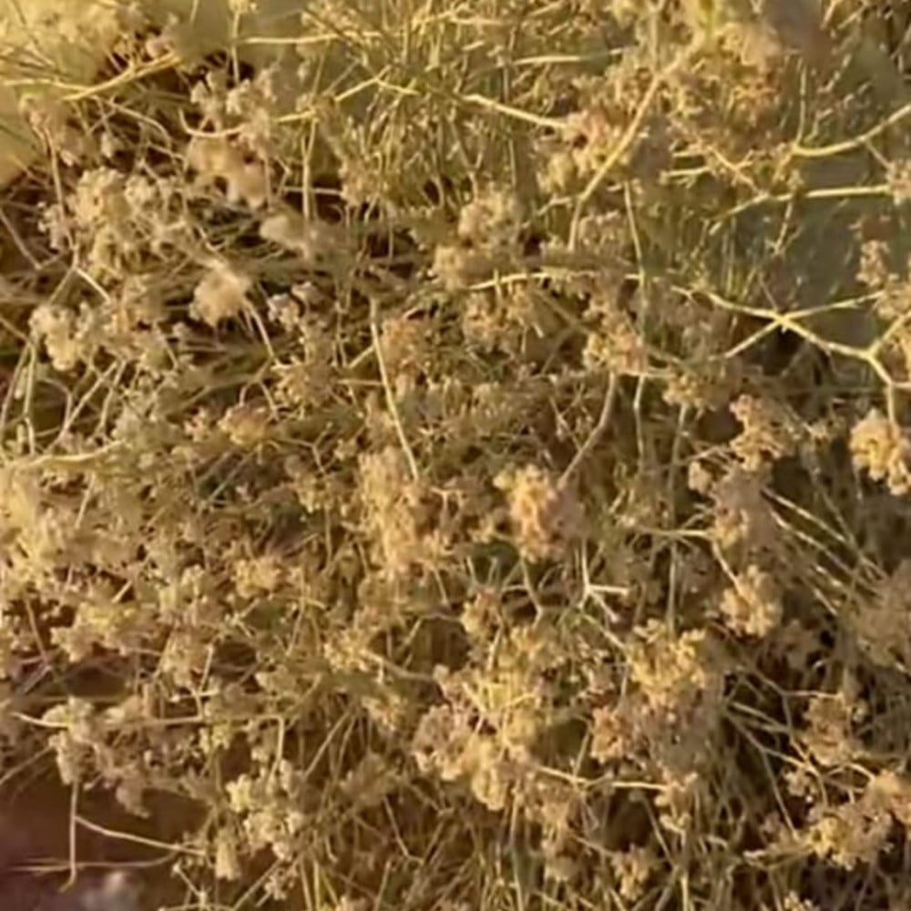 بذور شجرة القزوح البري Deverra triradiata