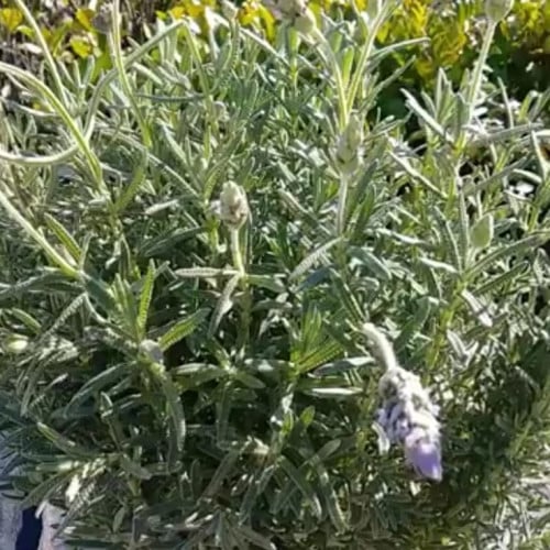 بذور شجر الافندر Lavandula angustifolia