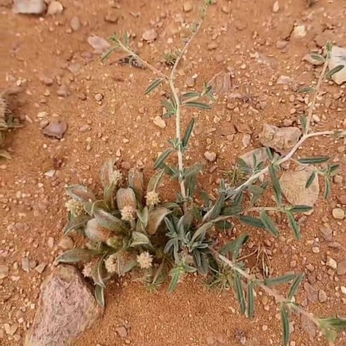 بذور شجرة الرقروق البرية Helianthemum