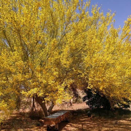 بذور شجرة طلح الفتنة - acacia farnesiana