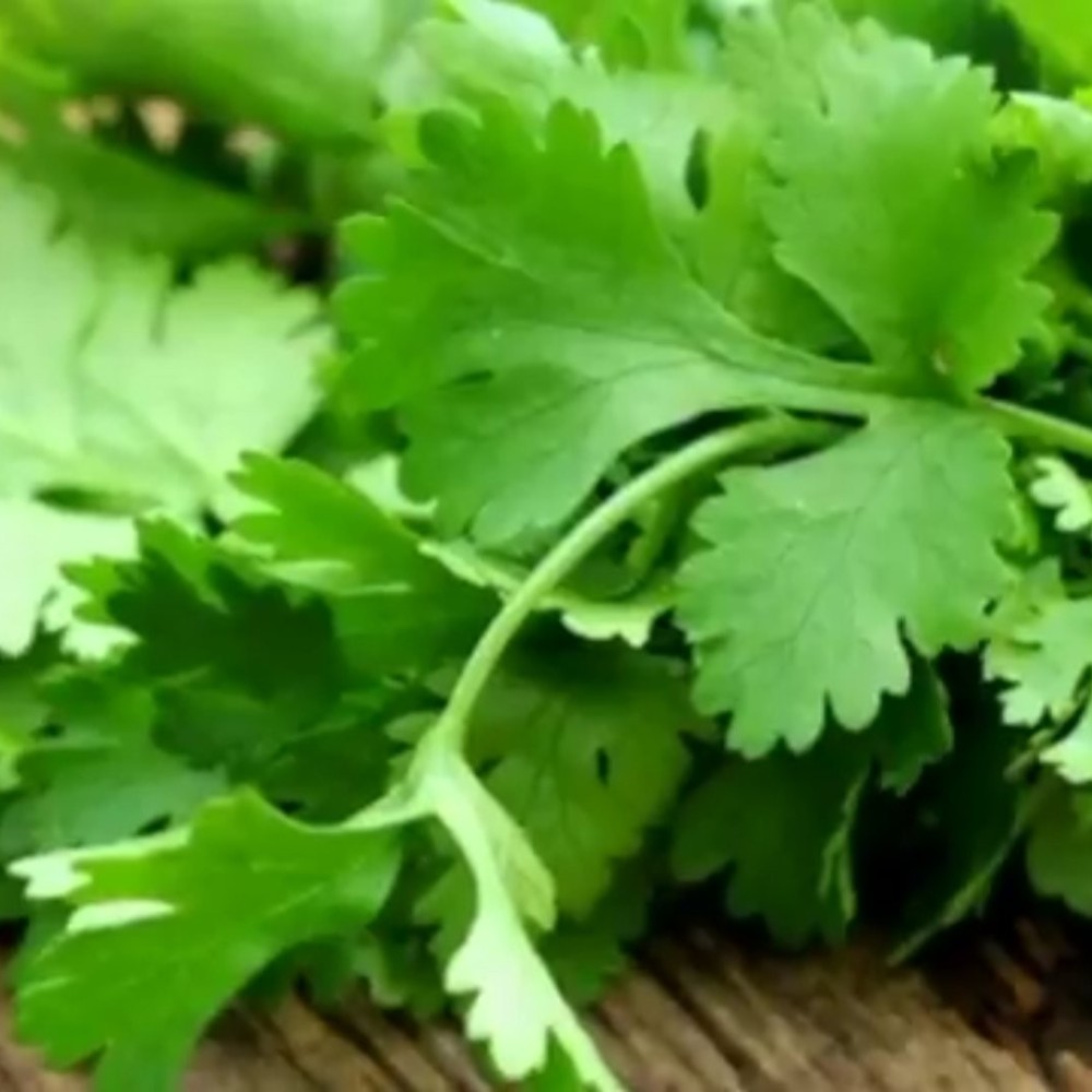 بذور نبات الكزبرة Coriandrum sativum