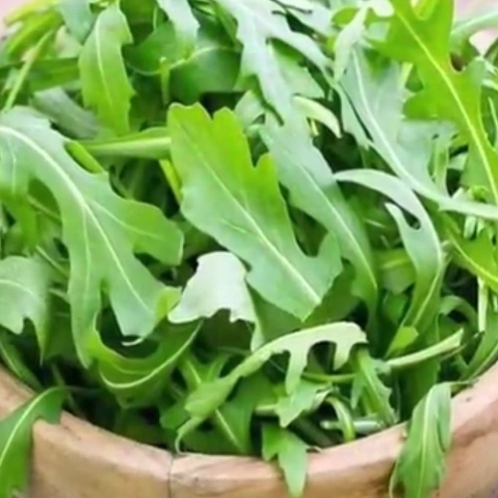 بذور شجرة الجرجيرEruca vesicaria ssp