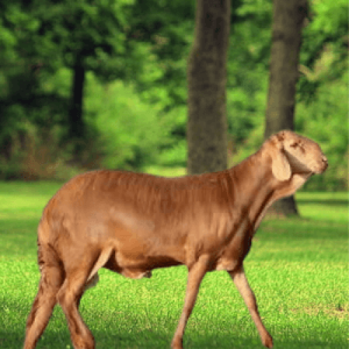 طلي سواكني