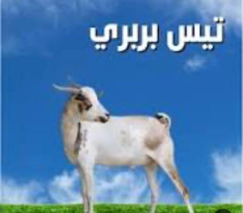 تيوس بربري15-17 ك (نذر -صدقه )