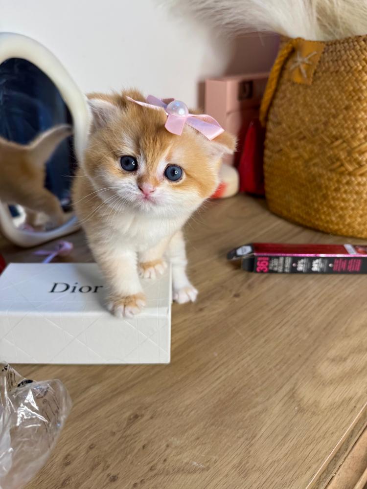 قطوة للبيع في الطائف – أجمل القطط المنزلية الفخمة متاحة للحجز الآن