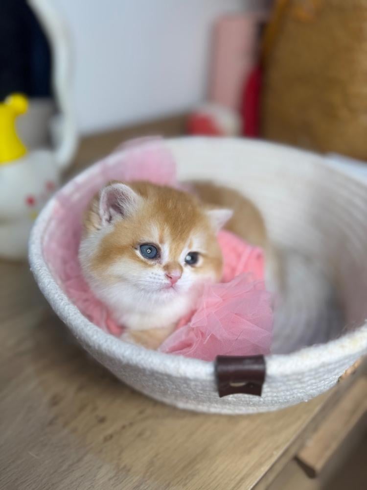 قطط للبيع الجنوب | جنوبنا نور بقطط مارشميلو