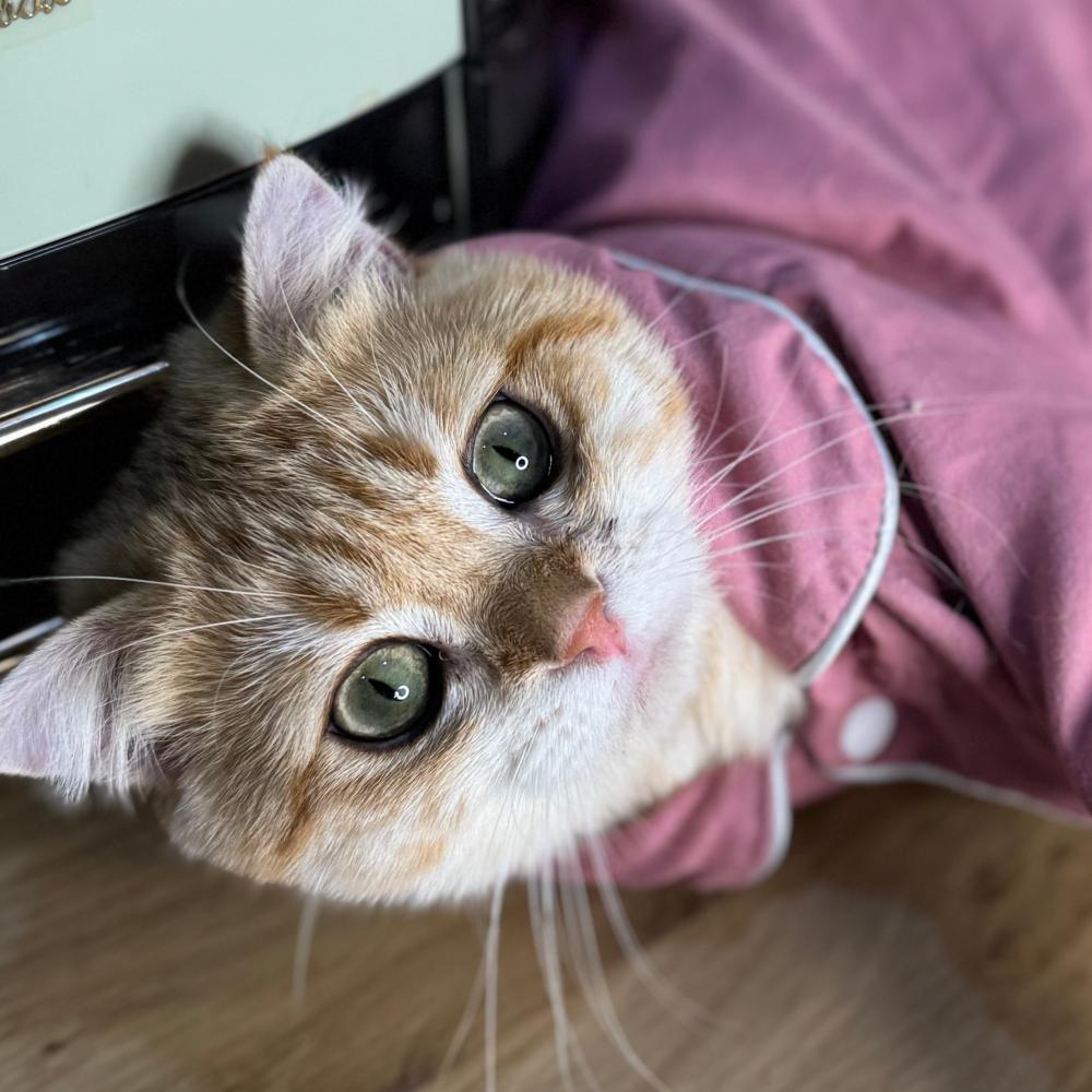 قطط للبيع في الرياض بيع قطط في الرياض  متجر بيع قطط في السعودية