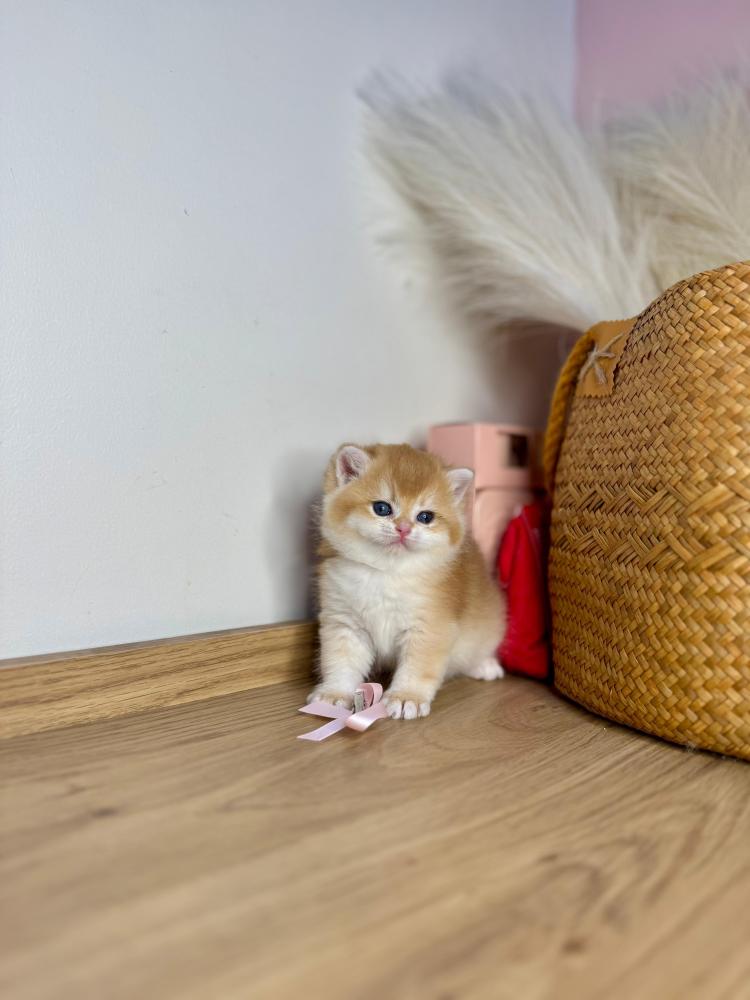 اجمل قطط للبيع في الشرقية| متجر قطط مارشيلو وجهتك الليفة المدلع