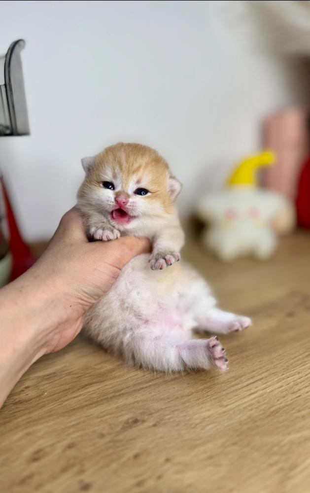 قطط للبيع الشرقية | قططنا وصلت الشرقية