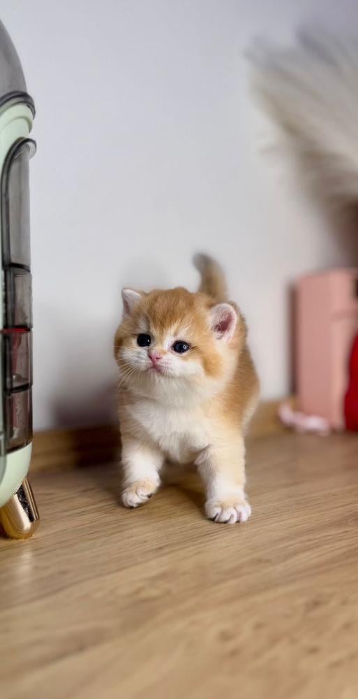 قطط للبيع بأقساط مريحة | احجز قطوك على دفعات