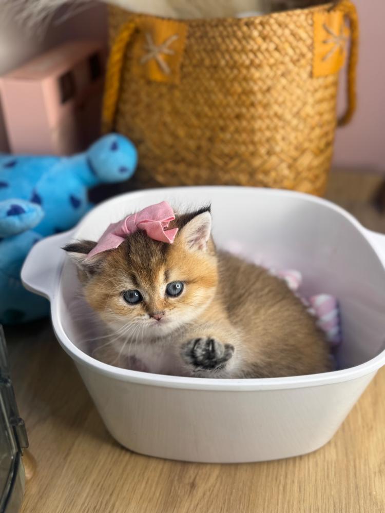 أجمل قطط للبيع في الرياض – احجز أليفك الحين