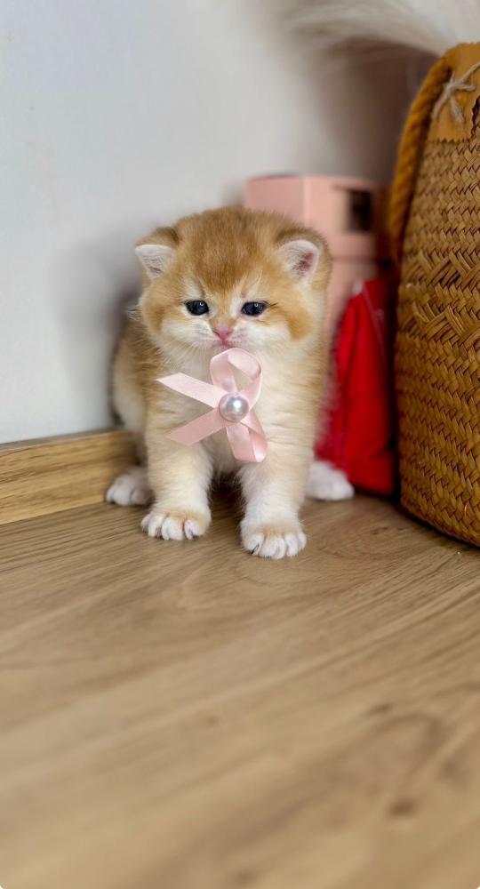 قطط للبيع | احجز أليفك اليوم بأقساط مريحة