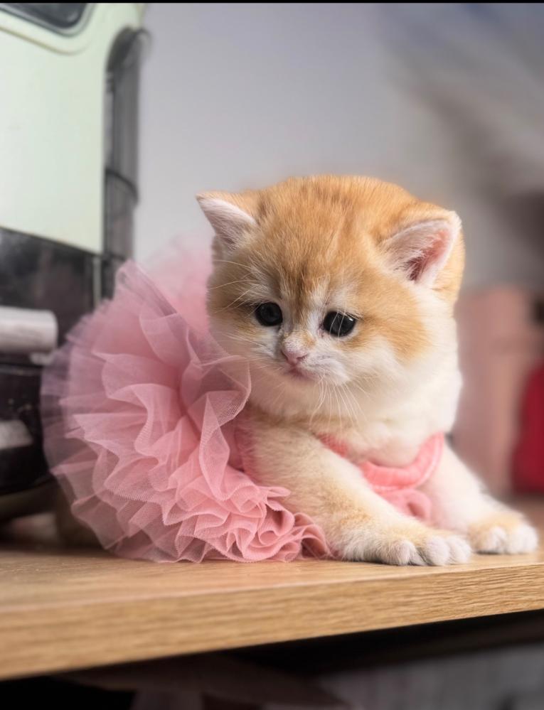 قطط برتش دبدوبه للبيع في الرياض