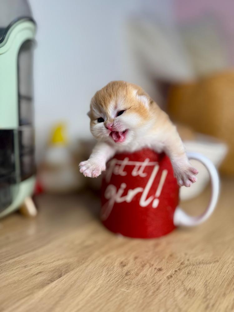 قطط للبيع جدة | أجمل القطط متاحة للحجز في متجر قطط مارشميلو