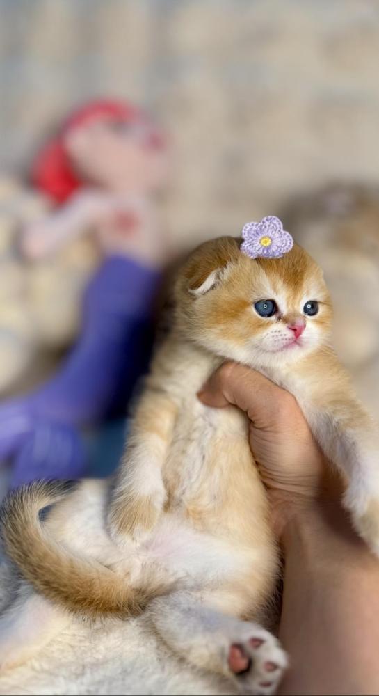 عيون القط السكوتش الزرقاء
