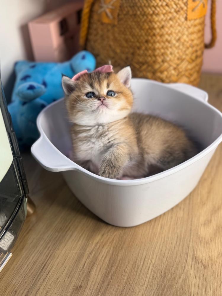 “أفخم متجر بيع قطط في الرياض والسعودية | الحق احجز آخر كتن اليوم