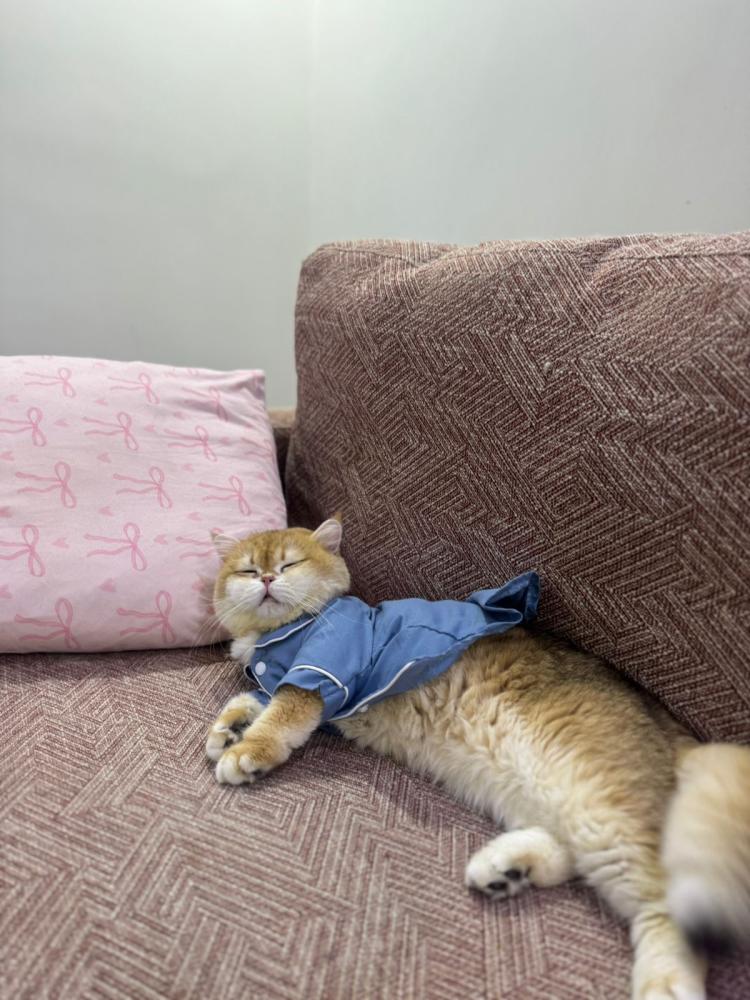 قطط نادرة للبيع في جدة | اقتني اليفك برائحة المارشميلو