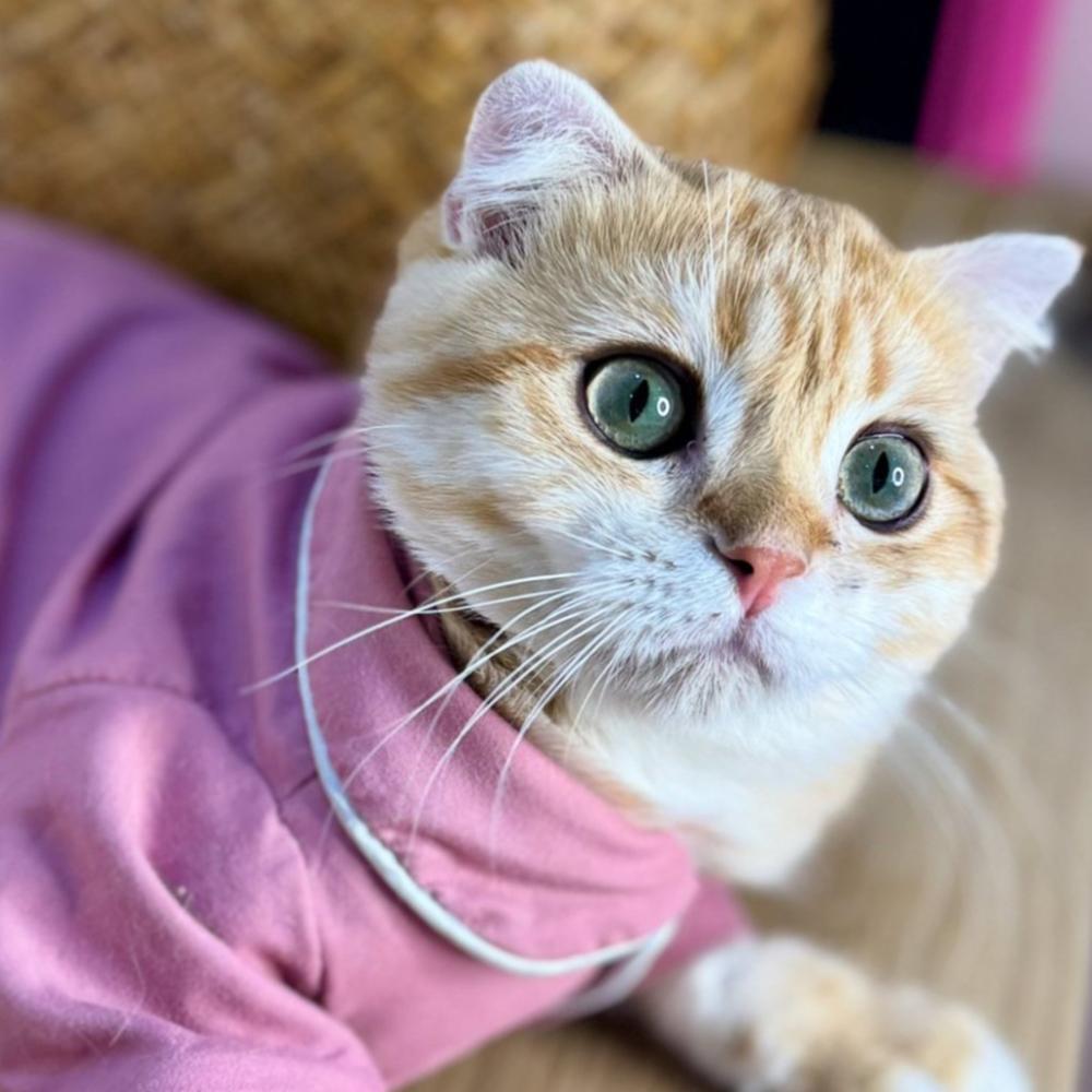 أفضل متجر بيع قطط في المملكة قطط للبيع في الرياض متجر بيع قطط  الرياض