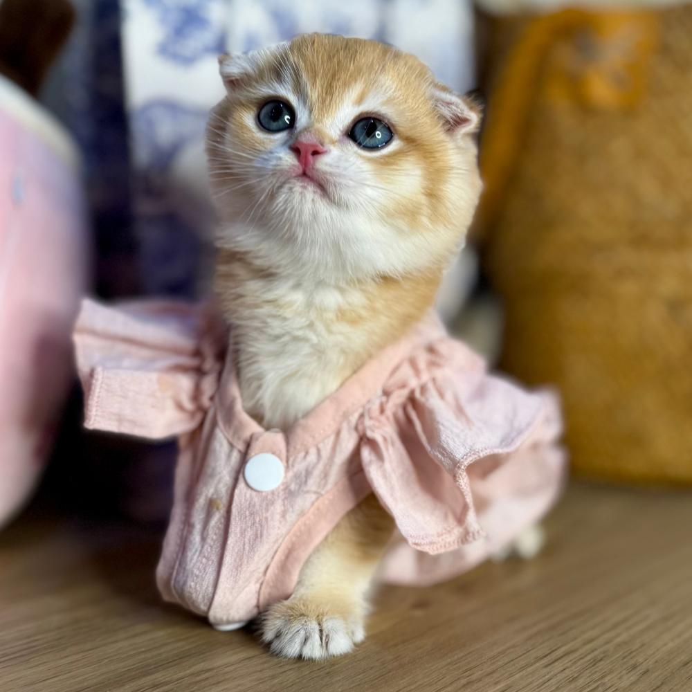 أجمل قطط للبيع في السعودية بسة سكوتش فولد للبيع في الرياض قطط مارشميلو