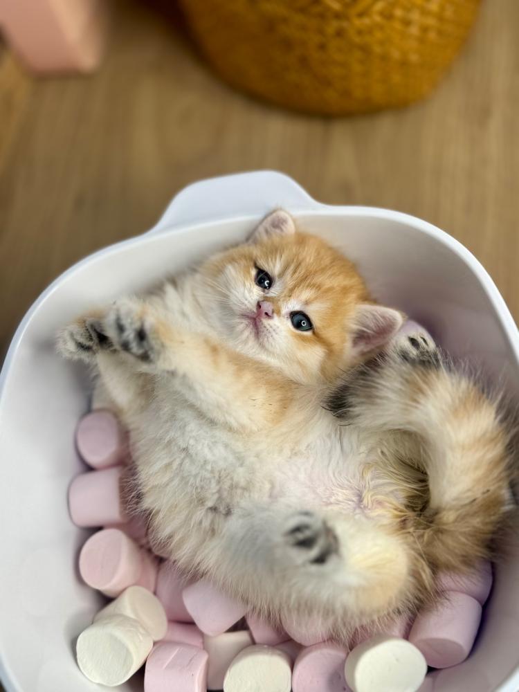 قطط للبيع في الرياض | احجز إنتاجنا القادم مسبقًا