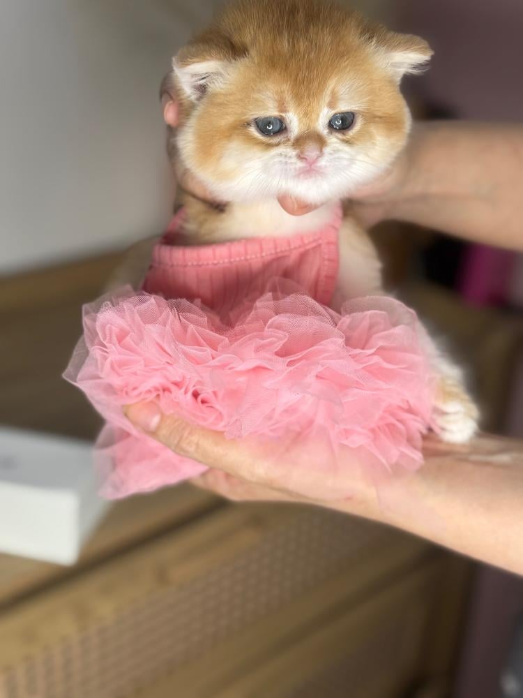 قطوة برتش شورت هير للبيع | دبدوبة وفاخرة بضمان صحي كامل