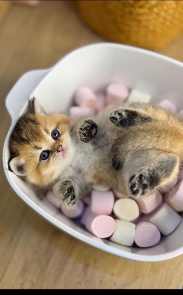 قطط برتش للبيع في الرياض  | قطط مارشميلو جمال ومستوى