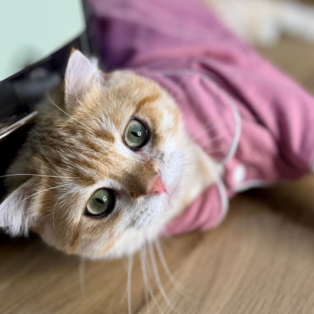 ذكر سكوتش فولد للبيع في السعودية قطط للبيع في الرياض  متجر بيع قطط