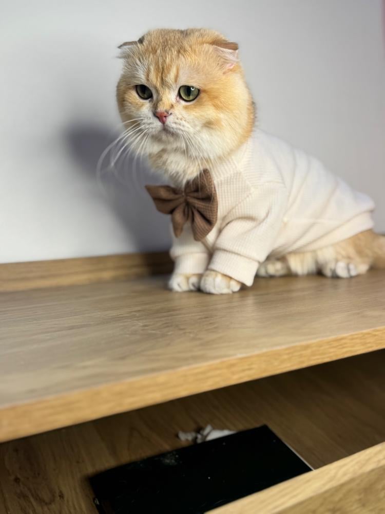 متجر لبيع القطط في الرياض| احجز قطوك بدفعات مريحة