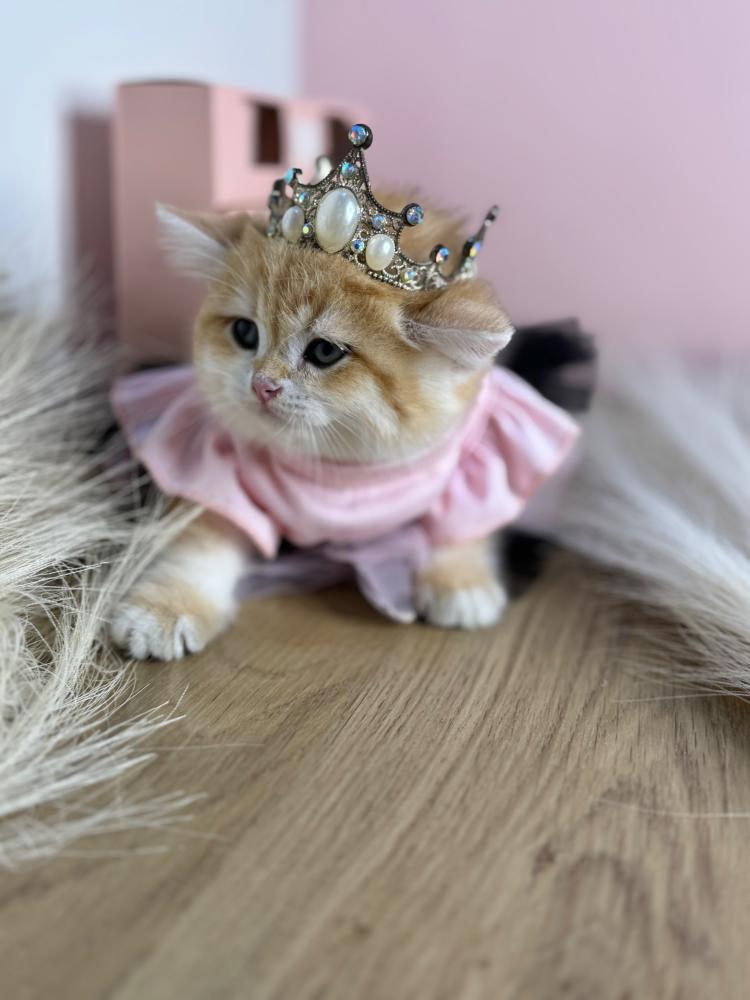 متجر بيع قطط – احجز قطوك الآن