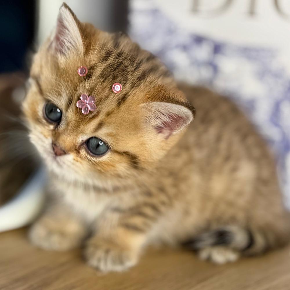 قط سكوتش ستريت ذكر للبيع الرياض| قطط سكوتش وبريتش للبيع السعودية | أفضل قطط للبيع في المملكة