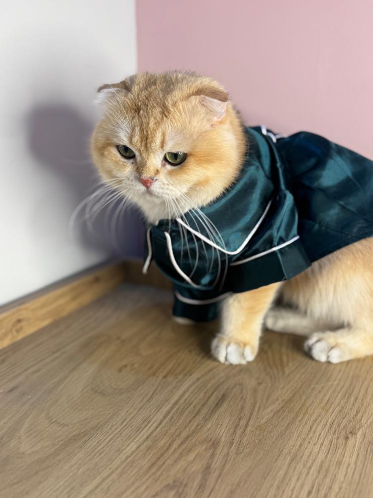 قطط للبيع | احجز قطوك الآن