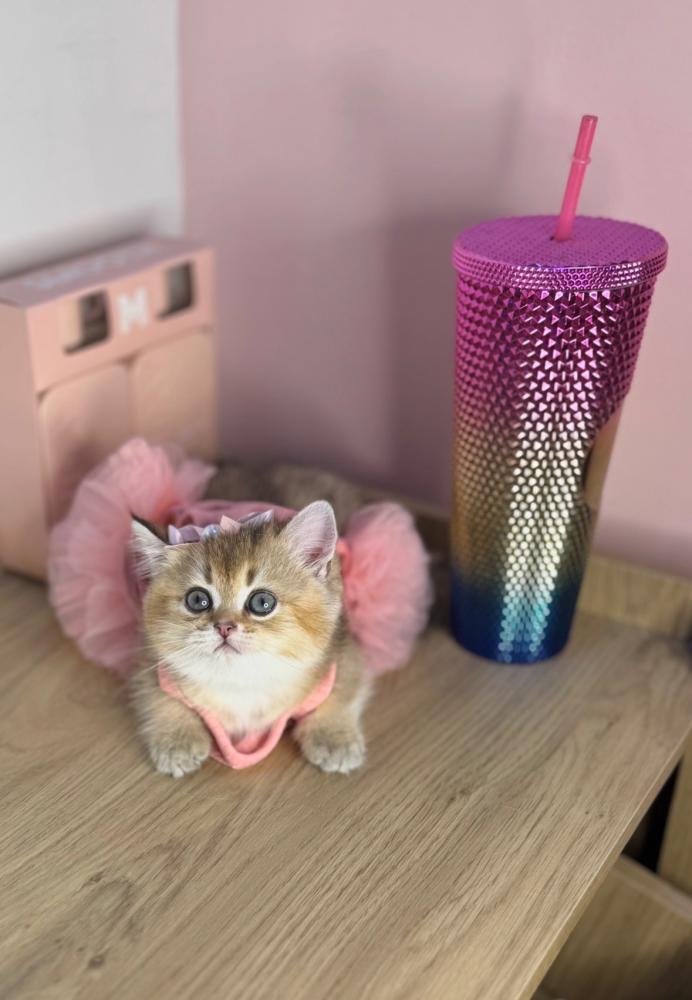 قطط للبيع في الرياض والشرقية | احجز أليفك الآن