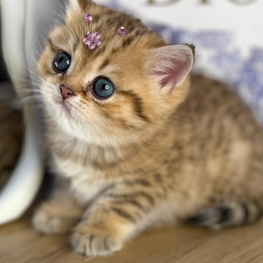 متجر بيع قطط في السعودية قطط للبيع في السعودية بيع قطط في الرياض