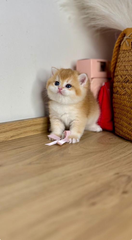 قطط برتش للحجز في السعودية – احجز قطوك الحين