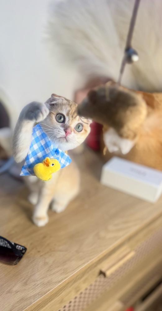 قطط الشرقية – بيع قطط الشرقية | أفضل متجر لشراء القطط في السعودية – متجر قطط مارشميلو