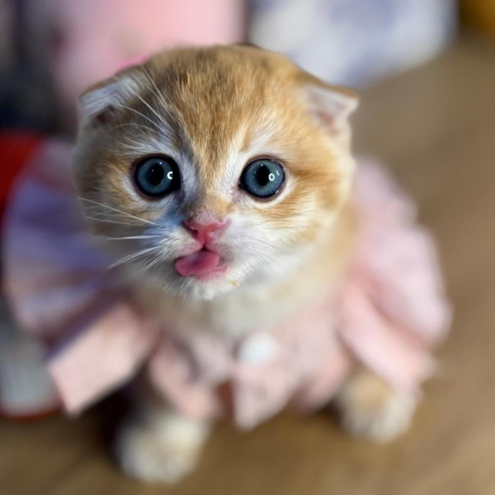 قطط للبيع في السعودية بيع قطط في الرياض قطط سكوتش فولد للبيع في الرياض