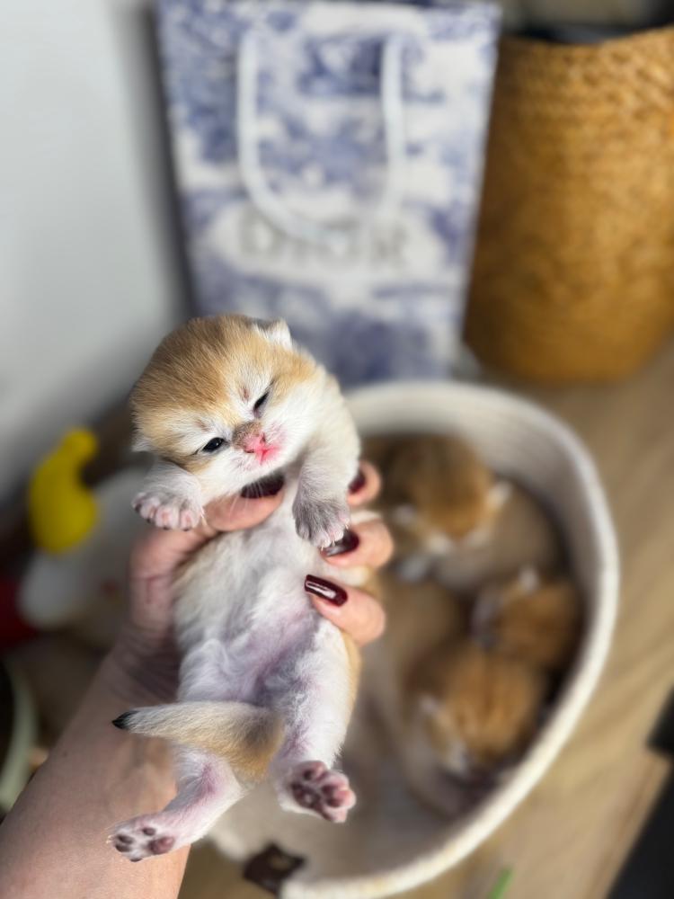 قطط للبيع جيزان – أفضل متجر لشراء القطط في السعودية | متجر قطط مارشميلو