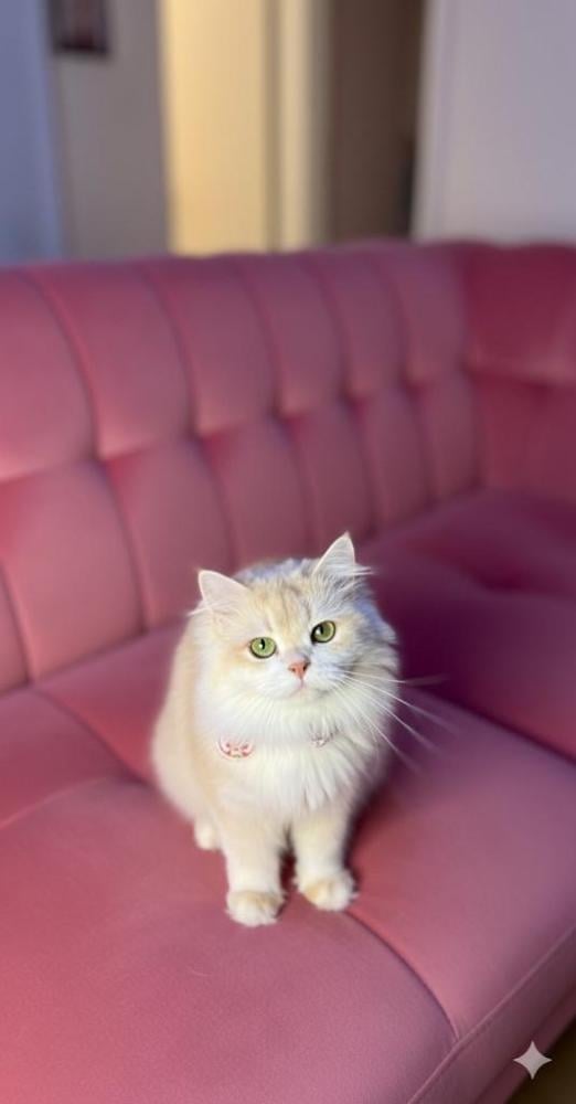 قطط للبيع تبوك – أفضل متجر لشراء القطط في السعودية | متجر قطط مارشميلو