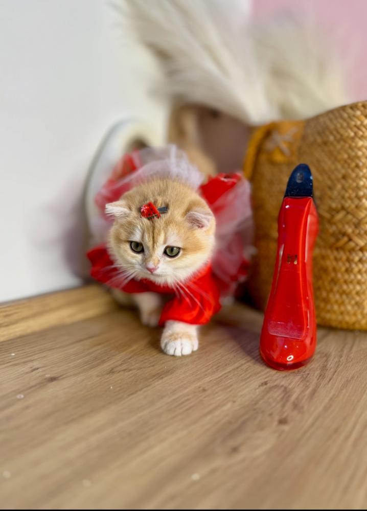 قطط للبيع في جدة | قطط سكوتش وبريتش احجز قطوك الآن