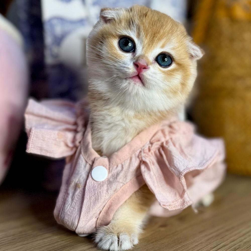 أفضل متجر بيع قطط في السعودية قطط جدة بيع قطط في جدة